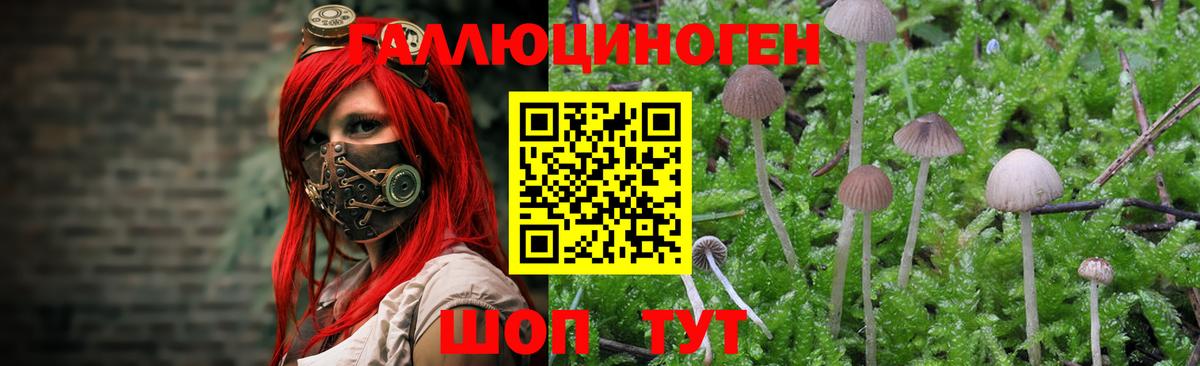 Псилоцибиновые грибы Psilocybine cubensis Воскресенск